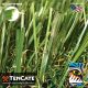 Diamond Light Fescue