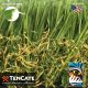 Diamond Pro Fescue